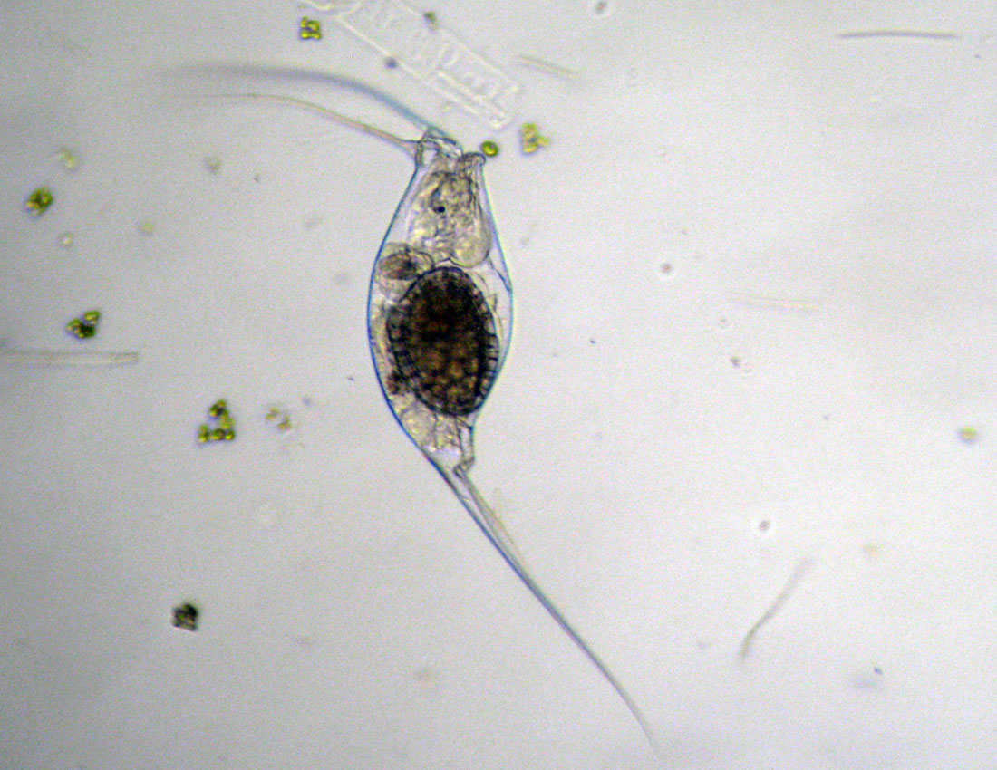 Filinia opoliensis...